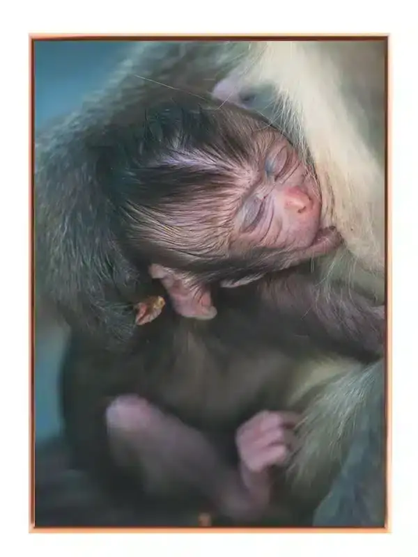 Abe Baby Plakat