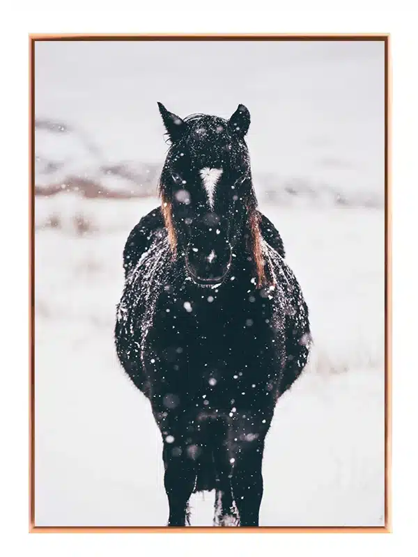 Icelandic Horse Snow Plakat