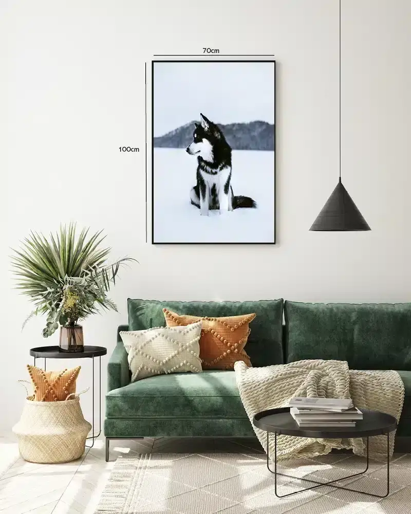 Husky In Snow Plakat