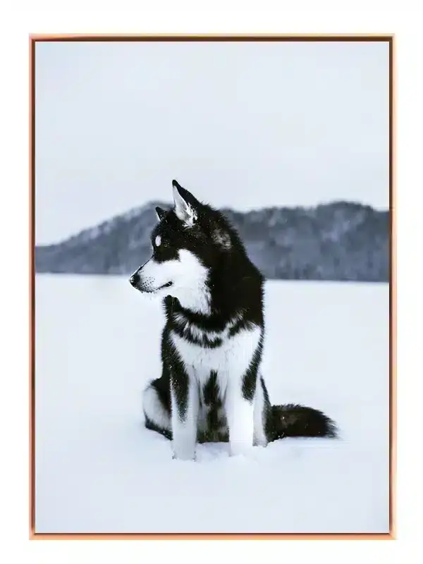 Husky In Snow Plakat