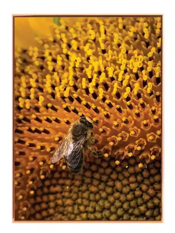 Honeybee Plakat
