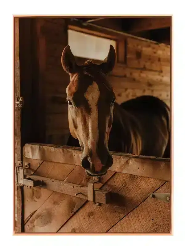 Brown Horse Plakat