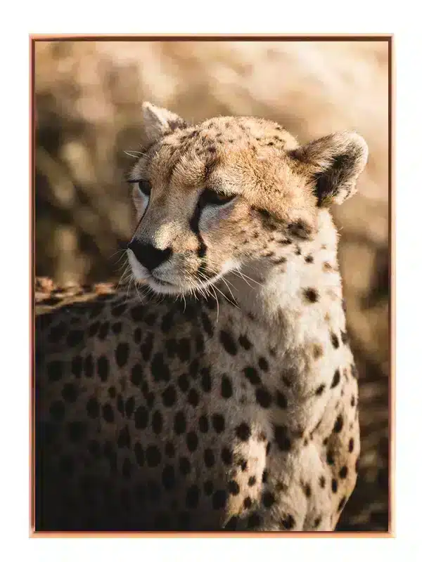 Cheetah Plakat