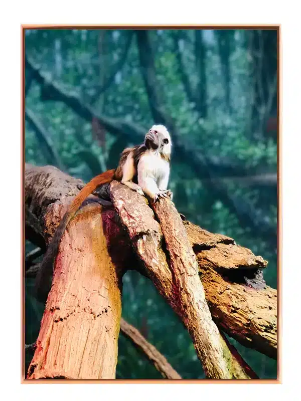 Abe Cotton Top Tamarin Plakat