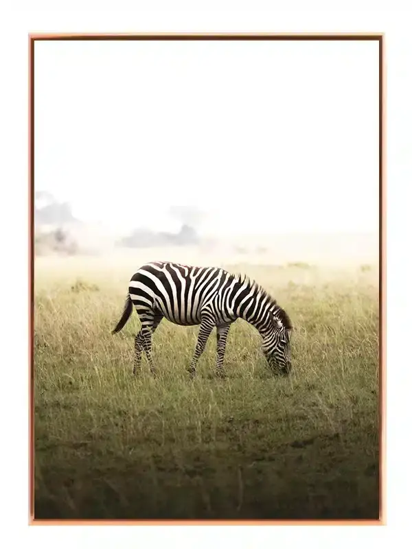 Grazing Zebra Plakat