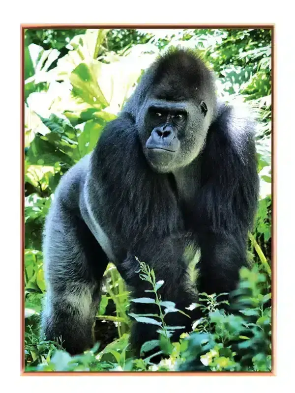 Silverback Gorilla Jungle Plakat