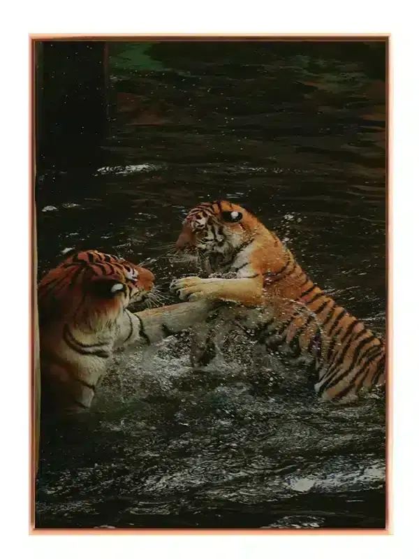 Tiger Play Plakat