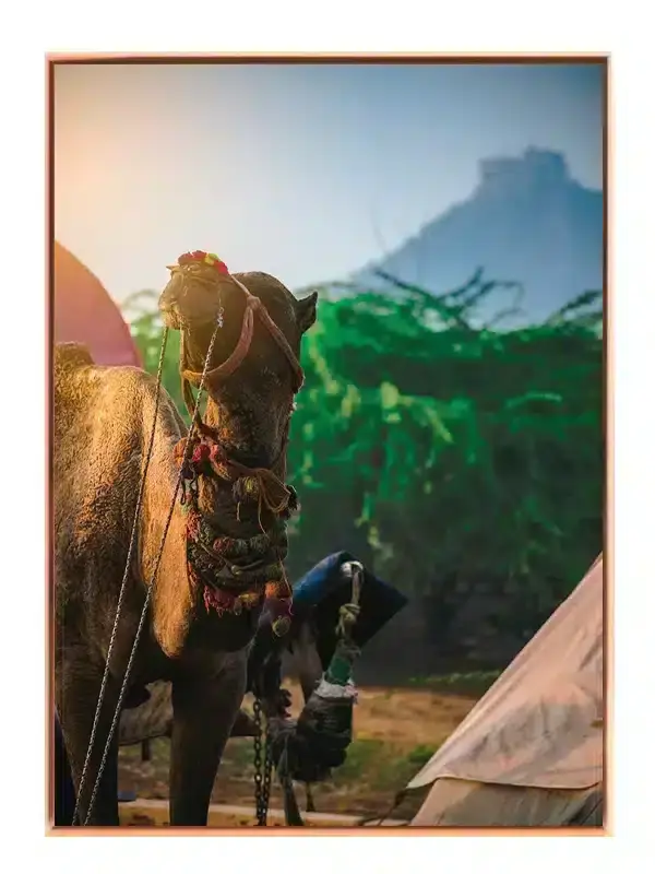 Ko Decorated Camel Plakat