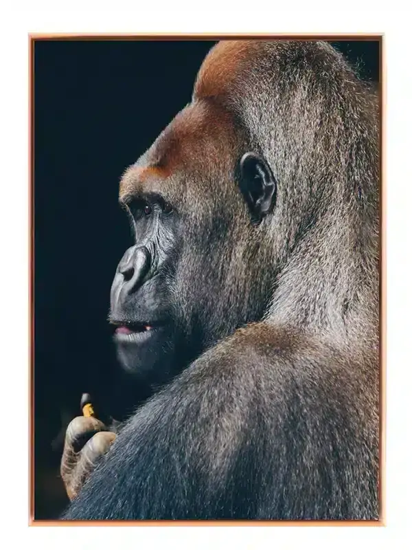 Silverback Gorilla Profile Plakat