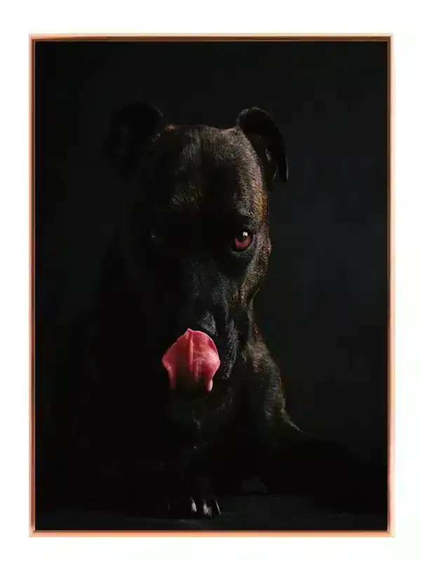Staffordshire Bull Terrier Plakat
