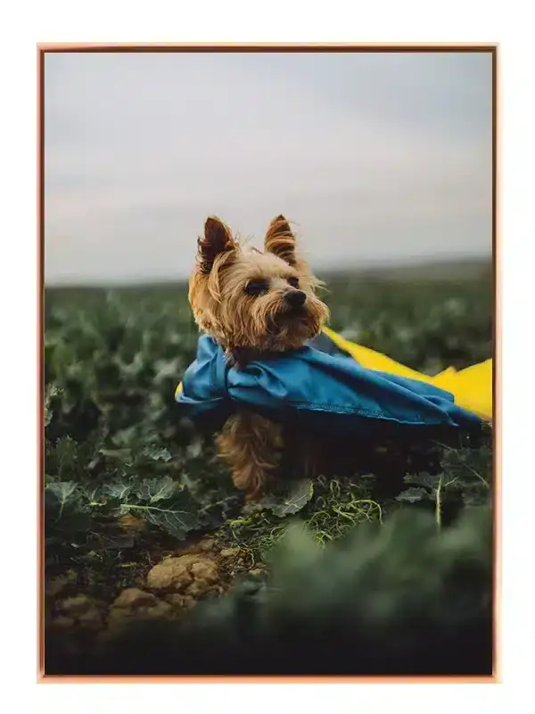 Hund Yorkshire Plakat
