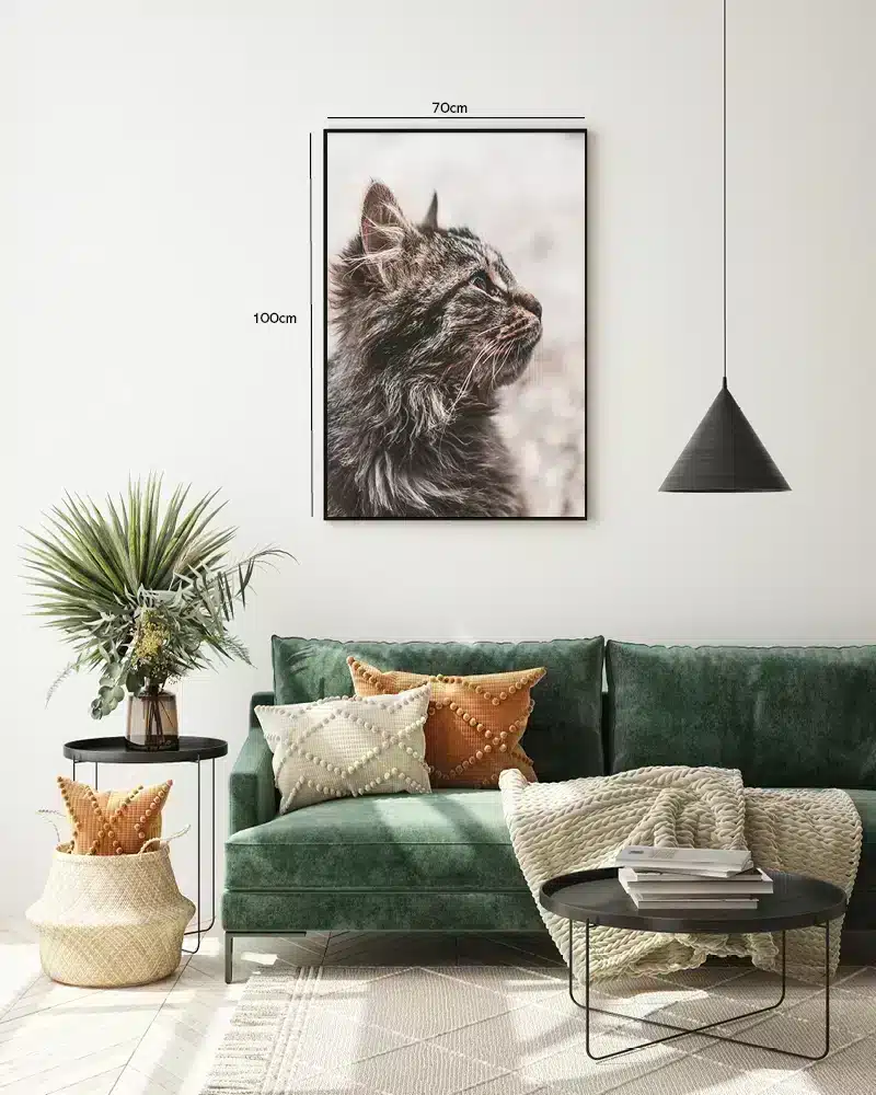 Maine Coon Plakat