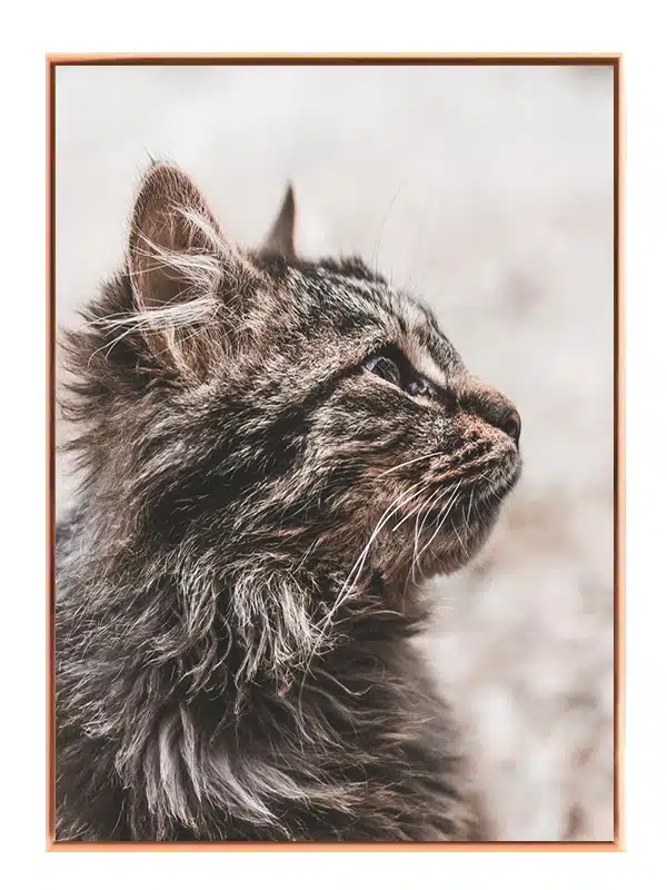Maine Coon Plakat