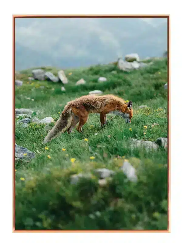 Red Fox Meadow Plakat
