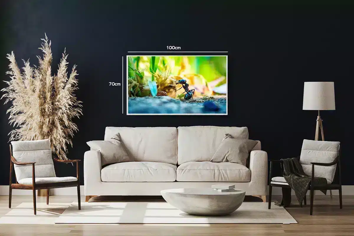Insekt Black Ant Plakat