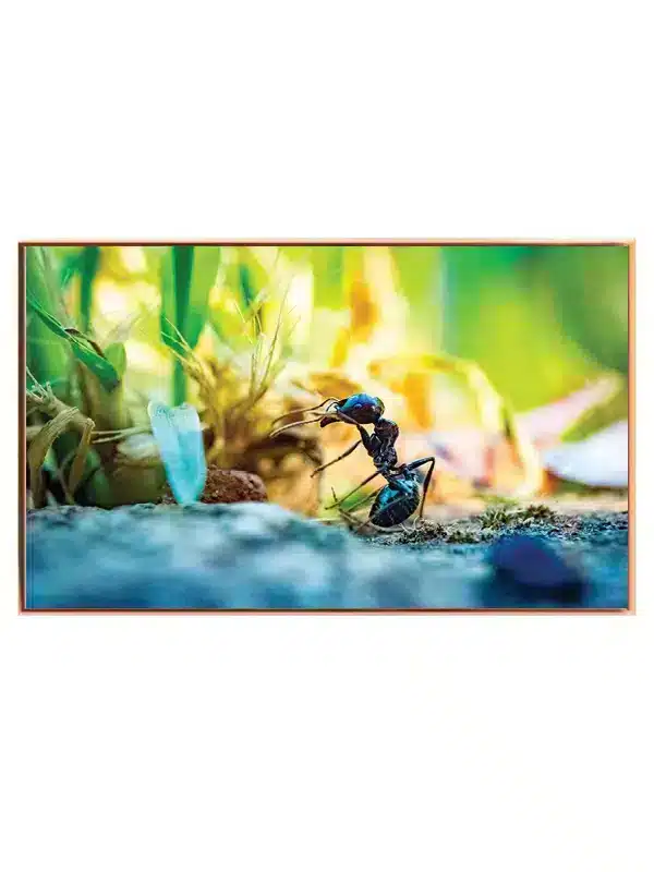 Insekt Black Ant Plakat