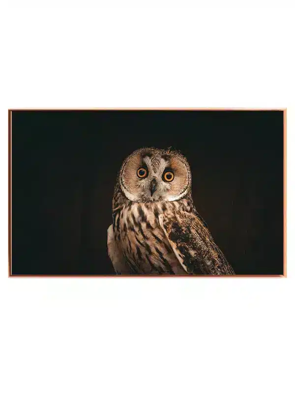 Long Eared Plakat