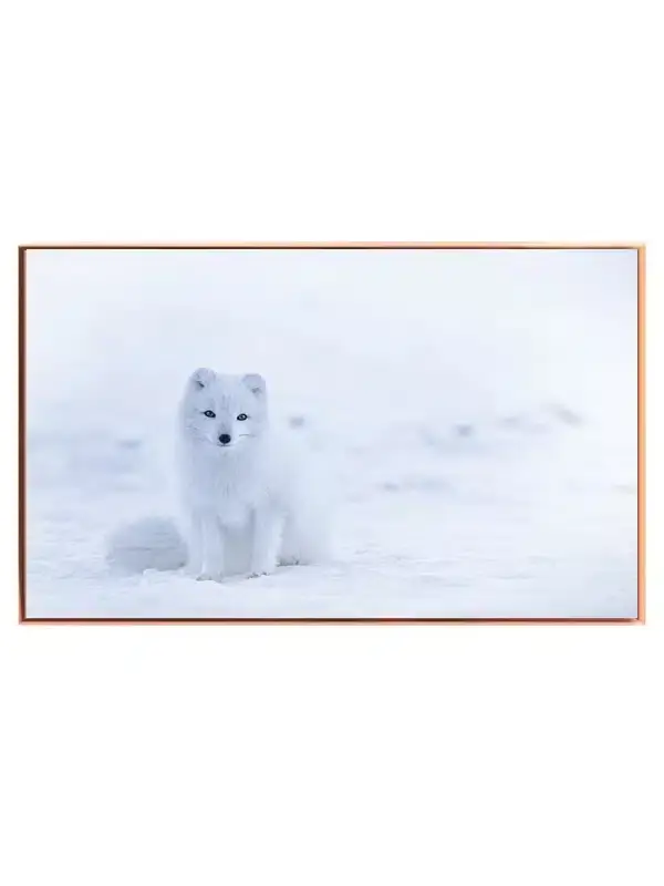 Arctic Fox Plakat