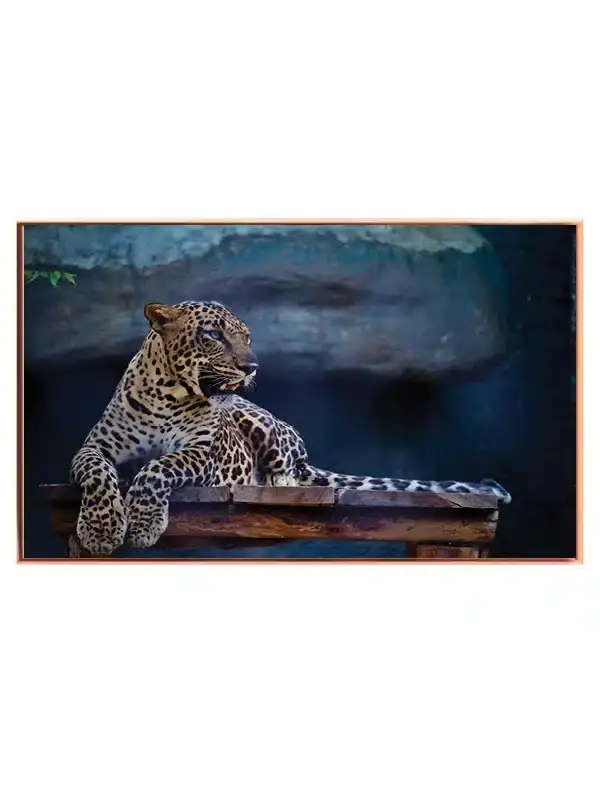 Leopard Resting Plakat