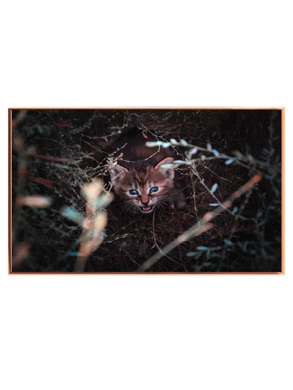 Wildcat Kitten Plakat