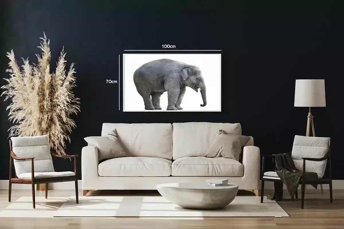 Young Elephant Plakat