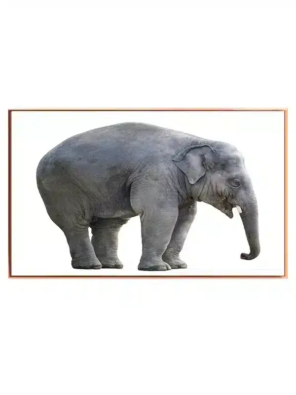 Young Elephant Plakat