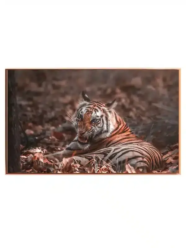 Tiger Resting Plakat