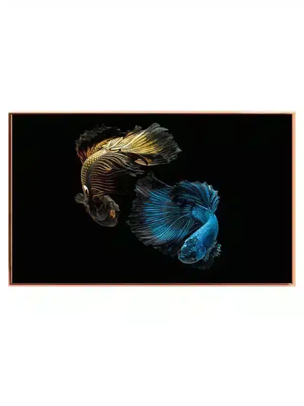 Betta Fish Duo Plakat