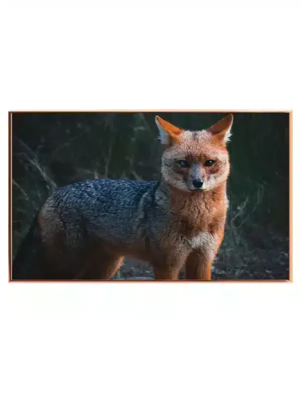 Gray Fox Plakat