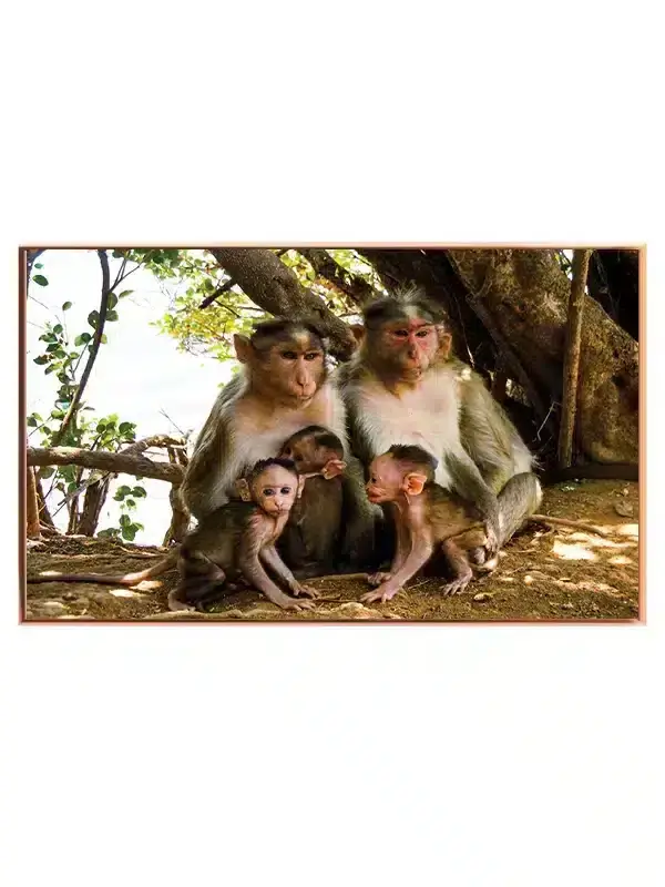Abe Macaque Family Plakat