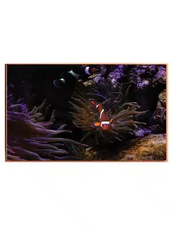 Clownfish Plakat