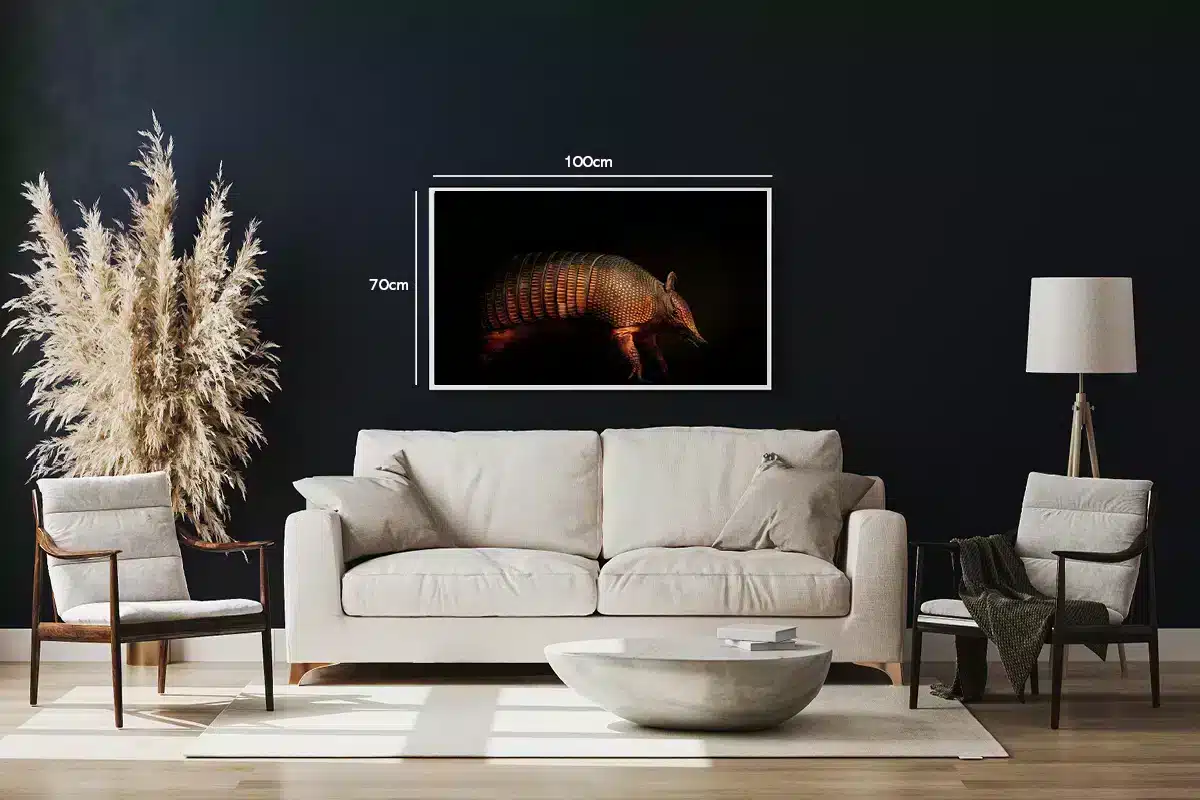 Kat Armadillo Plakat