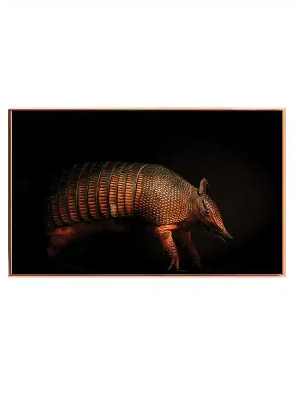 Kat Armadillo Plakat