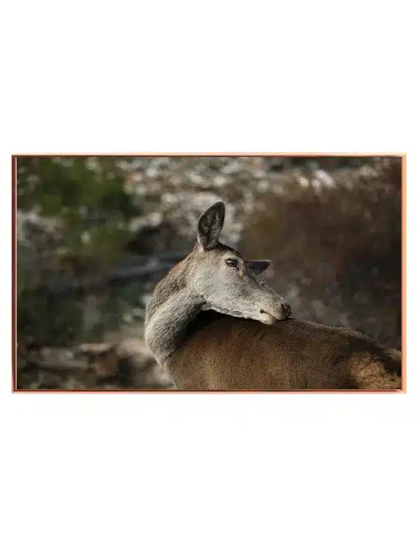 Deer Looking Back Plakat