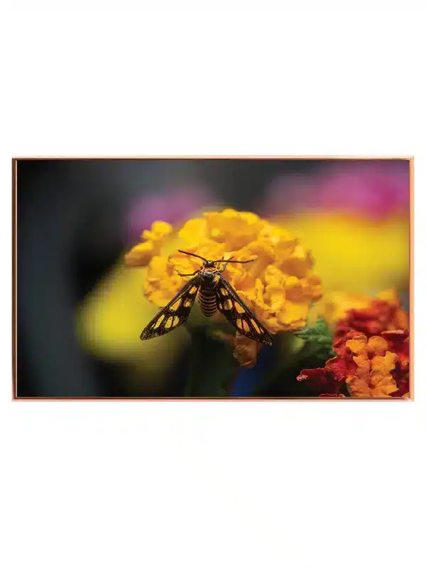 Tiger Moth Plakat