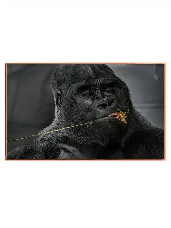 Silverback Gorilla Eating Plakat