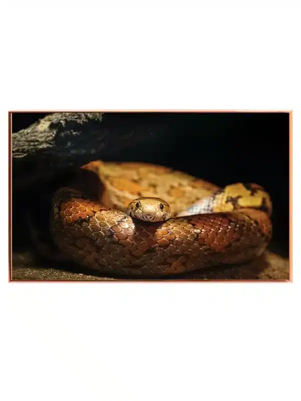 Corn Snake Plakat