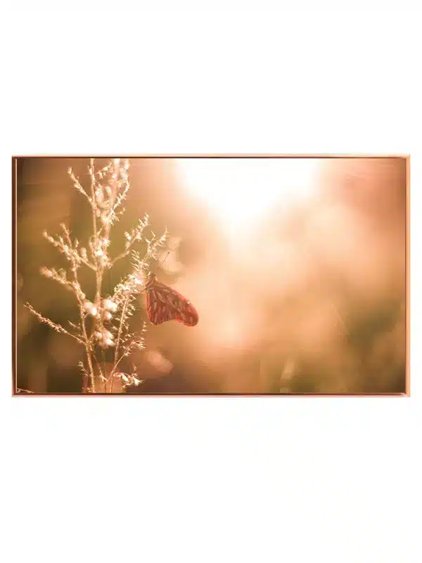 Butterfly Backlit Plakat