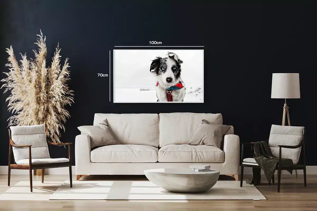 Hund Border Collie Plakat