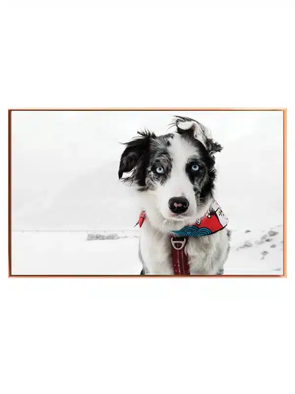 Hund Border Collie Plakat
