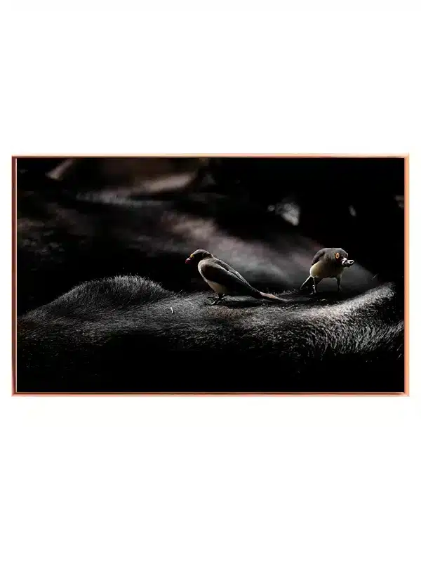 Oxpecker Birds Plakat