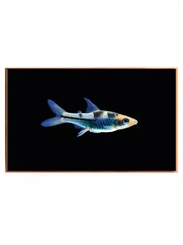 Glowlight Tetra Plakat