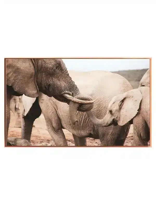 Elephant Family Interaction Plakat