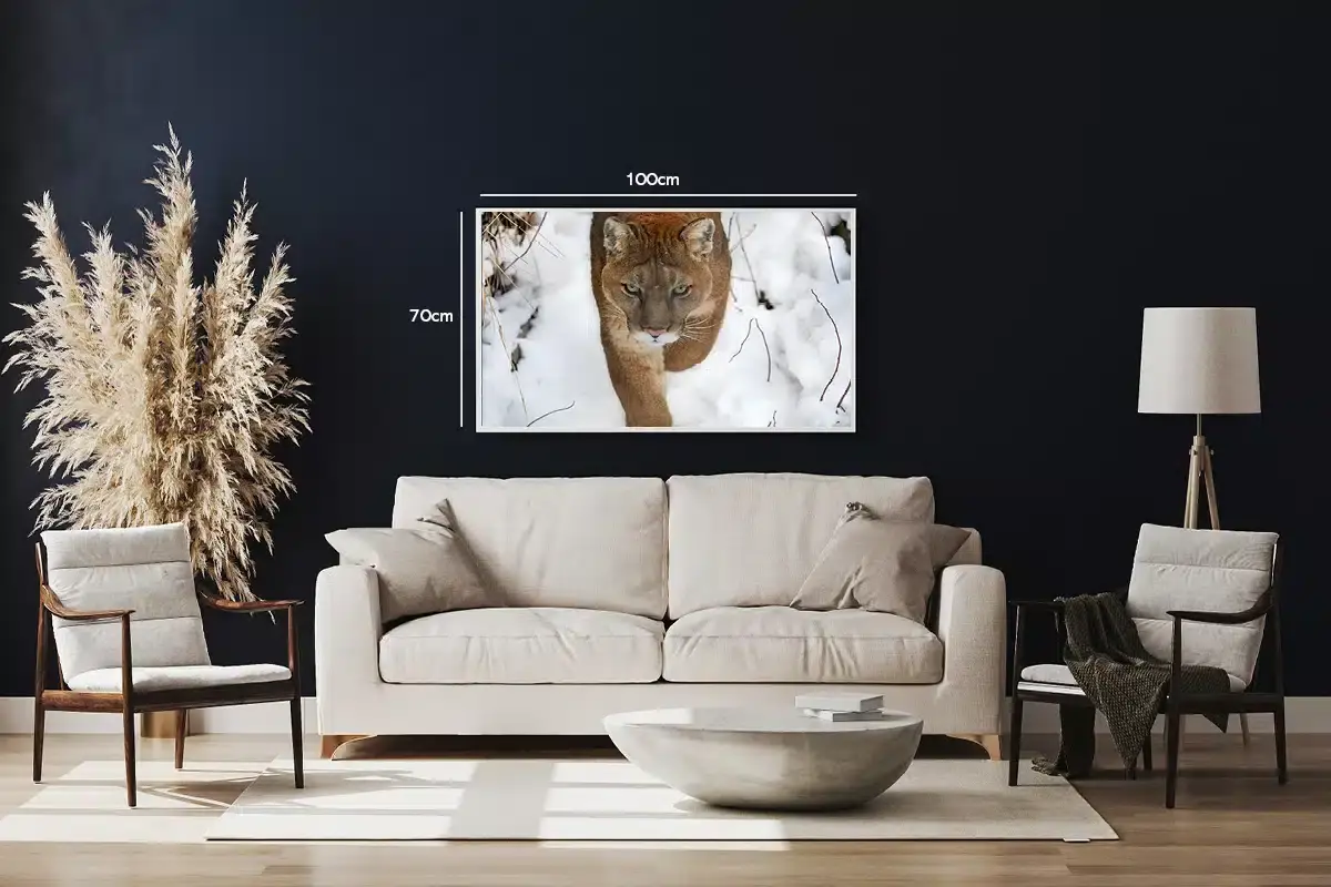 Mountain Lion Plakat