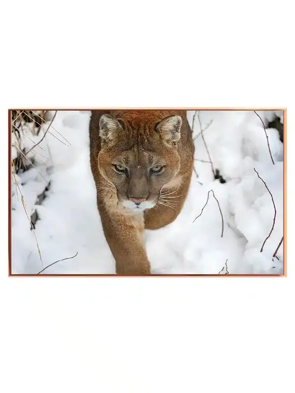 Mountain Lion Plakat