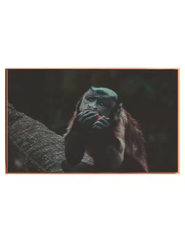 Capuchin Monkey Plakat