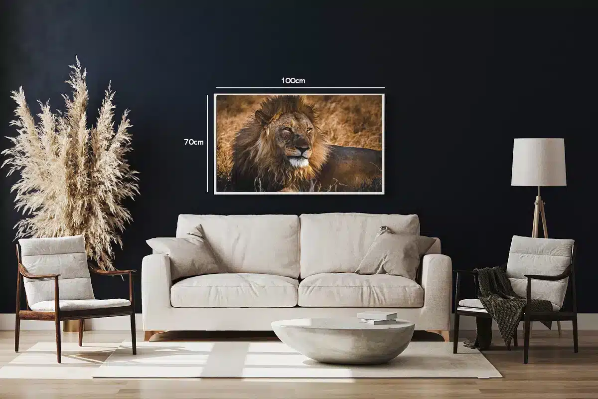 Lion Resting Plakat