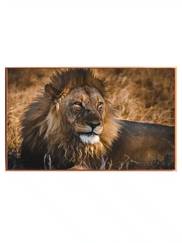 Lion Resting Plakat