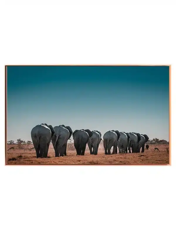 Elephant Herd Plakat