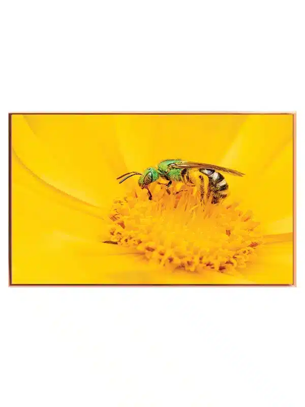 Green Bee Plakat